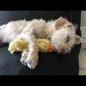 Meet your Posher, Summer